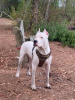 Photo №2 to announcement № 7514 for the sale of dogo argentino - buy in Ukraine from nursery