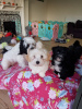 Photo №2 to announcement № 45921 for the sale of havanese dog - buy in Netherlands private announcement