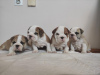 Photo №1. english bulldog - for sale in the city of Zrenjanin | negotiated | Announcement № 80774