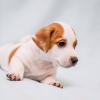 Photo №1. jack russell terrier - for sale in the city of Budapest | 465$ | Announcement № 100287