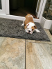 Photo №3. Healthy English bulldog puppies available for sale. Netherlands