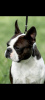 Additional photos: Boston terriers