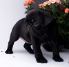 Photo №3. Pug puppies for sale. Russian Federation
