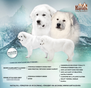 Photo №2 to announcement № 6083 for the sale of great pyrenees - buy in Russian Federation from nursery, breeder