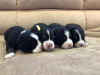 Photo №2 to announcement № 10740 for the sale of bernese mountain dog - buy in Russian Federation breeder