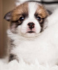Photo №1. welsh corgi - for sale in the city of Munich | 180$ | Announcement № 79779