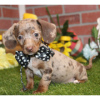 Photo №4. I will sell dachshund in the city of Berlin.  - price - 275$