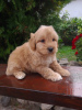 Photo №3. Goldendoodle. Serbia