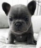 Photo №1. french bulldog - for sale in the city of Bucharest | negotiated | Announcement № 94658