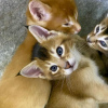 Additional photos: Caracal f4 and caracal f5 kittens for sale.