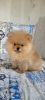 Photo №3. Pomeranian boy. Belarus