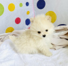 Additional photos: pomeranian