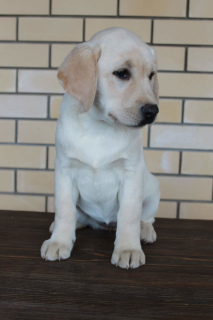 Photo №2 to announcement № 3889 for the sale of labrador retriever - buy in Russian Federation from nursery, breeder