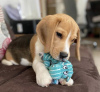 Photo №1. beagle - for sale in the city of Bremen | 402$ | Announcement № 97037