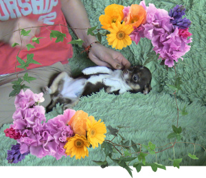 Photo №4. I will sell chihuahua in the city of Chelyabinsk. from nursery - price - 201$