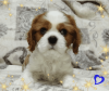 Photo №3. Cavalier King Charles Spaniel promising boy. Belarus