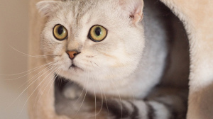 Photo №1. scottish fold - for sale in the city of Marseilles | 1000$ | Announcement № 305
