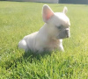 Photo №4. I will sell french bulldog in the city of Senta. breeder - price - negotiated