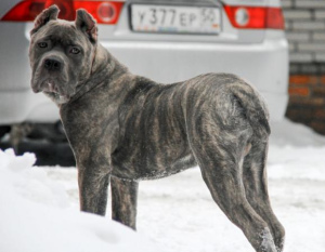 Photo №2 to announcement № 1109 for the sale of cane corso - buy in Russian Federation private announcement