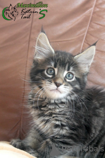 Photo №4. I will sell maine coon in the city of St. Petersburg. private announcement, from nursery, breeder - price - 636$