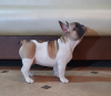 Photo №4. I will sell french bulldog in the city of Minsk. private announcement - price - 650$