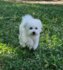 Photo №1. bichon frise - for sale in the city of Belgrade | negotiated | Announcement № 111838