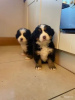 Photo №1. bernese mountain dog - for sale in the city of Helsinki | 528$ | Announcement № 96952