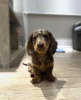 Photo №4. I will sell dachshund in the city of Klaipėda. breeder - price - 475$