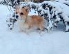 Photo №1. welsh corgi - for sale in the city of Kiev | 700$ | Announcement № 9092