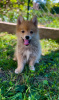 Additional photos: Pomsky BEAUTIFUL puppies