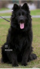 Additional photos: German Shepherd longhaired 4.5 months male