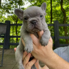 Photo №1. french bulldog - for sale in the city of Munich | Is free | Announcement № 119723