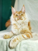Photo №2 to announcement № 102212 for the sale of maine coon - buy in Russian Federation from nursery