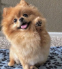 Photo №2 to announcement № 42792 for the sale of pomeranian - buy in Australia private announcement