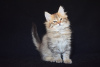 Photo №4. I will sell siberian cat in the city of Almaty. from nursery - price - 300$