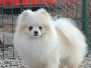 Photo №1. pomeranian - for sale in the city of Krasnoyarsk | negotiated | Announcement № 2474