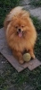 Photo №4. I will sell pomeranian in the city of Belgrade. breeder - price - negotiated