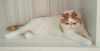 Photo №2 to announcement № 62411 for the sale of exotic shorthair - buy in Belarus breeder