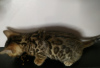 Photo №2 to announcement № 44038 for the sale of bengal cat - buy in Belarus private announcement