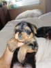 Additional photos: Yorkshire Terrier babies are available for reservation.