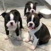 Photo №1. boston terrier - for sale in the city of Гамбург | 350$ | Announcement № 44526