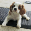 Photo №1. cavalier king charles spaniel - for sale in the city of Berlin | Is free | Announcement № 127155