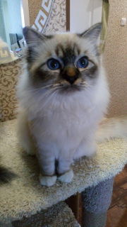 Photo №2 to announcement № 1259 for the sale of birman - buy in Russian Federation from nursery