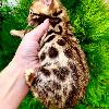 Additional photos: Wonderful Bengal kittens