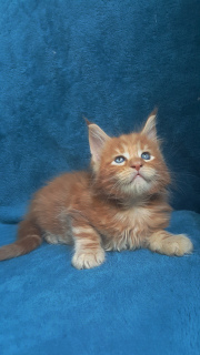 Photo №2 to announcement № 3233 for the sale of maine coon - buy in Ukraine private announcement, from nursery, breeder