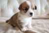 Additional photos: Reservation welsh corgi puppies of noble blood