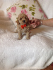 Photo №1. poodle (toy) - for sale in the city of Bremen | Is free | Announcement № 95597