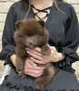 Photo №4. I will sell pomeranian in the city of Rezekne. private announcement - price - 208$