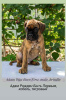 Additional photos: Club German Boxer puppies