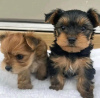 Photo №1. yorkshire terrier - for sale in the city of Helsinki | 370$ | Announcement № 117308